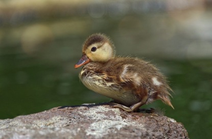 Ганс Христиан Андерсен. "Гадкий утенок"