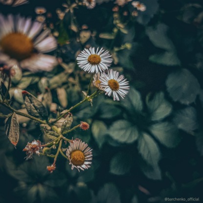 Звуки сверчков | Звуки для сна | Звуки природы