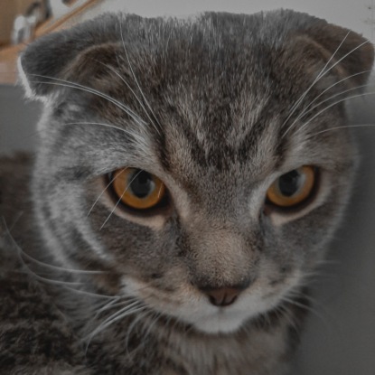 Мурлыканье кошки | Расслабляющее мурчание кошки