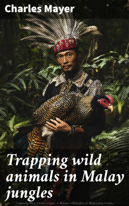 Trapping wild animals in Malay jungles
