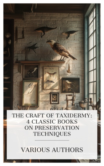 The Craft of Taxidermy: 4 Classic Books on Preservation Techniques