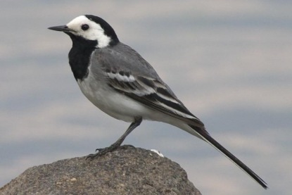 Национальная птица Латвии