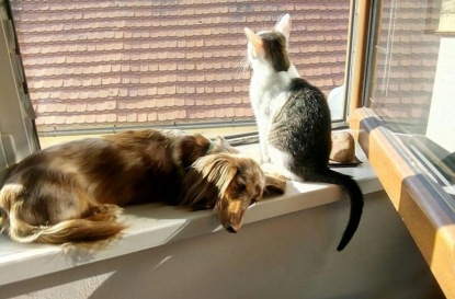 Домашние питомцы... по наследству