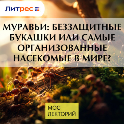 

Муравьи: беззащитные букашки или самые организованные насекомые в мире