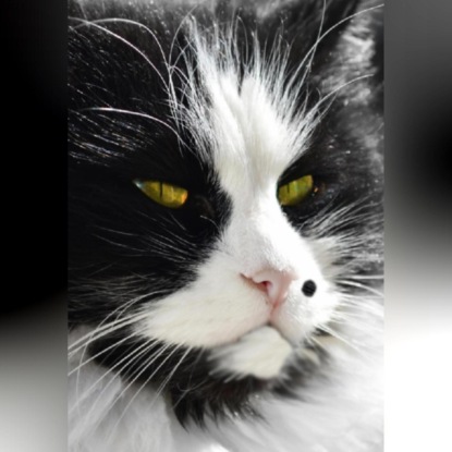 

Похождения кота Тишки