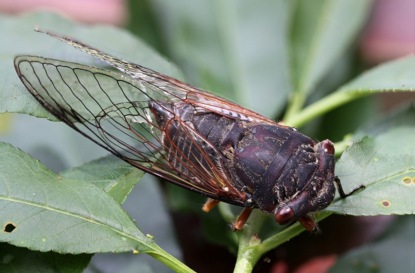 Те, кого не видно, но слышно - цикады