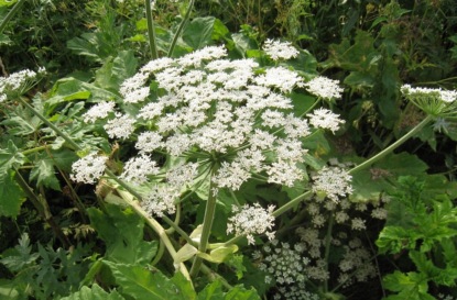 Нежданные гости: инвазивные растения