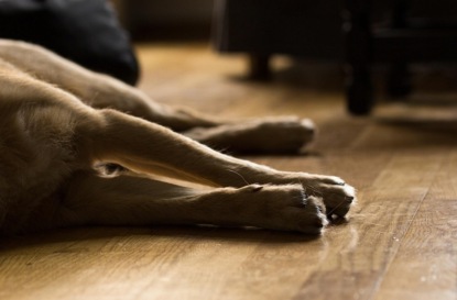 В Латвии вспышка лептоспироза. Как обезопасить своего питомца?