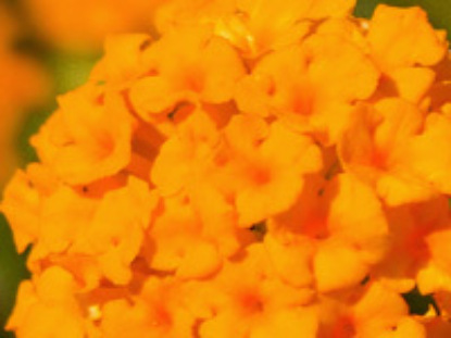 Недельная глава «Лех Леха»