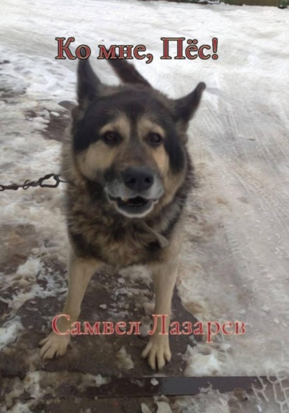 

Ко мне, Пёс!