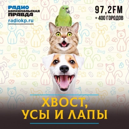 Сиба-ину: собака-улыбака с характером кошки. Кому подойдет и как воспитывать