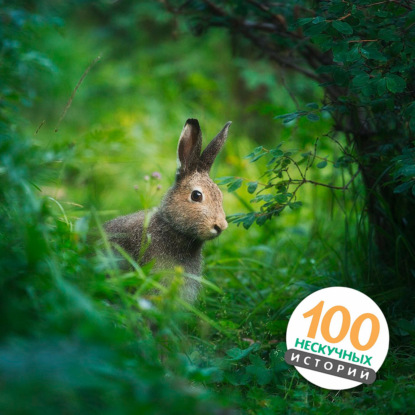 Горе-охотник