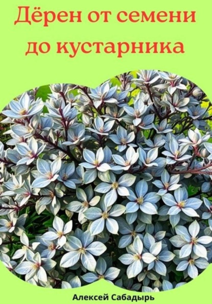 Дёрен от семени до кустарника