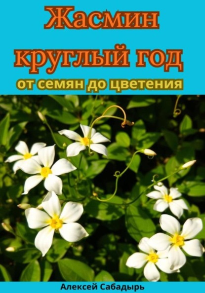 Жасмин круглый год от семян до цветения