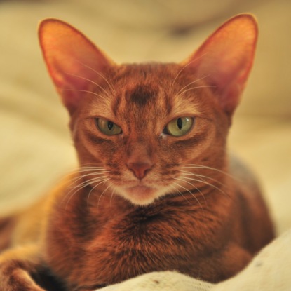 Стройные, элегантные, общительные: превосходные абиссинцы