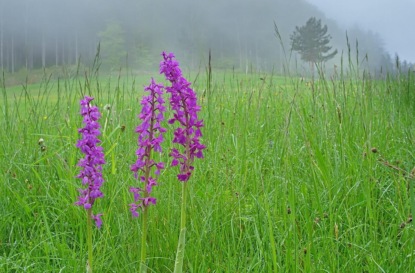 Чем может удивить латвийская природа?