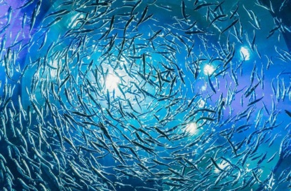 Рыбные фермы - экономическая выгода или экологическая угроза?