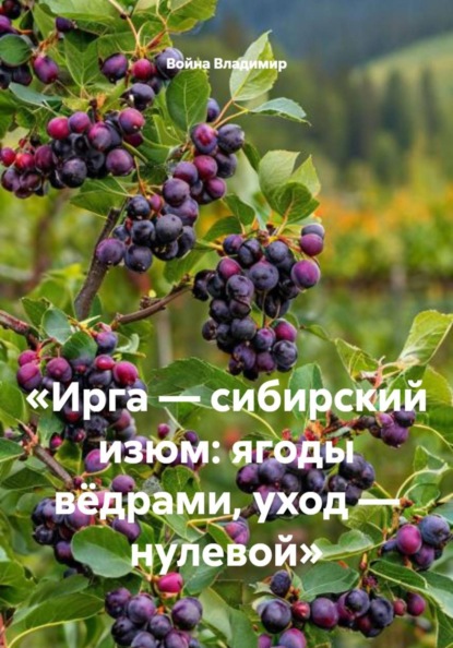 Ирга — сибирский изюм: ягоды вёдрами, уход — нулевой