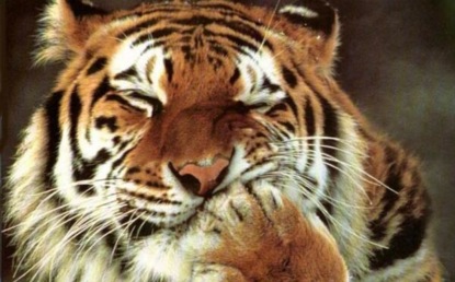 Сказки Дональда Биссета (1 часть)