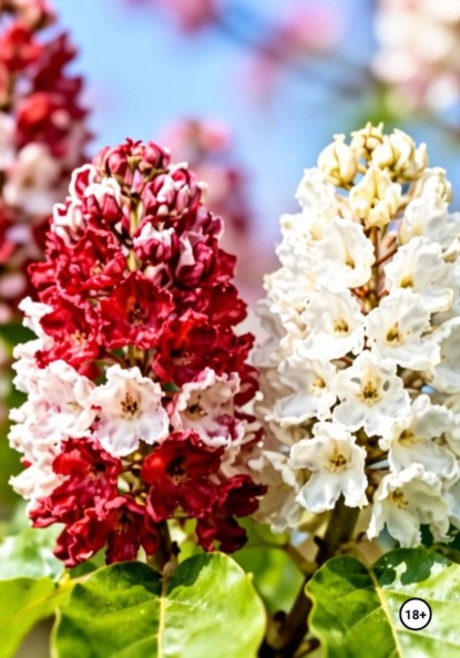 История двух каштанов