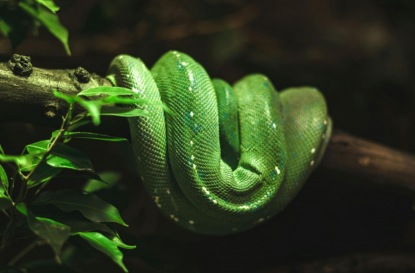 Последняя "Дикая натура": мифы и домыслы вокруг "гадов"