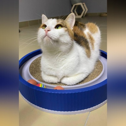 Кошка Буся: Трехцветный талисман на счастье
