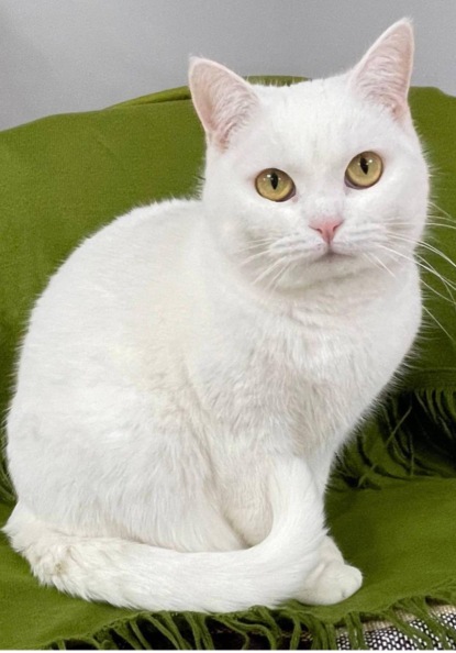 Кошка Беляша. Снежная Королева приюта