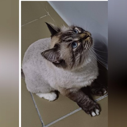 Кошка Снежка: От Сатаны до домашней Эльзы