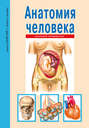 Анатомия человека. Школьный путеводитель