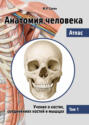 Электронная книга «Анатомия человека. Атлас. Том 1. Учение о костях, соединениях костей и мышцах» – М. Р. Сапин