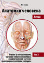 Электронная книга «Анатомия человека. Атлас. Том 2. Учение о внутренностях, органах иммунной системы, лимфатической системе, эндокринных железах и сосудах» – М. Р. Сапин