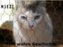 Miezi – Eine wahre Katzengeschichte