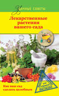Лекарственные растения вашего сада