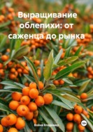 Выращивание облепихи: от саженца до рынка