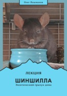 Шиншилла – экзотический грызун дома