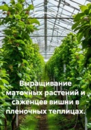 Выращивание маточных растений и саженцев вишни в пленочных теплицах