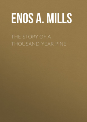 The Story of a Thousand-Year Pine