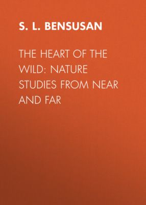 The Heart of the Wild: Nature Studies from Near and Far