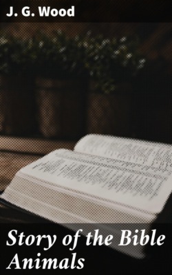 Story of the Bible Animals