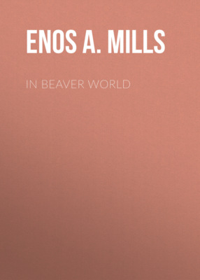 In Beaver World