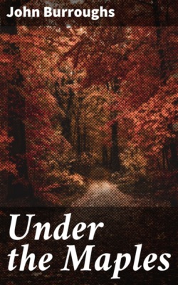 Under the Maples