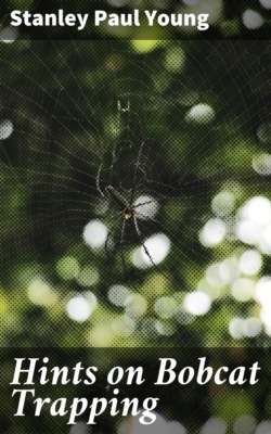 Hints on Bobcat Trapping