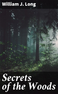 Secrets of the Woods