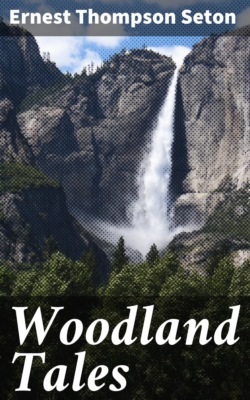 Woodland Tales