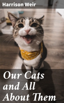 Our Cats and All About Them