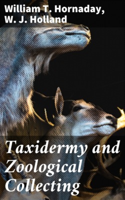 Taxidermy and Zoological Collecting