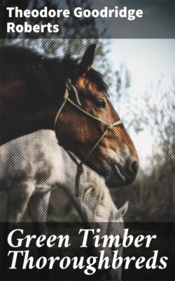 Green Timber Thoroughbreds