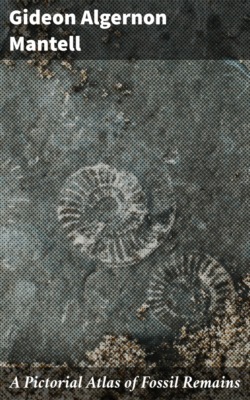 A Pictorial Atlas of Fossil Remains