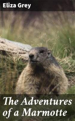 The Adventures of a Marmotte