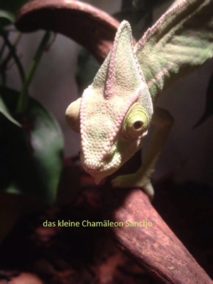 Das kleine Chamäleon Sancho